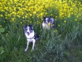 /album/fotogallerij/gorinhem-05-05-30-jpg/